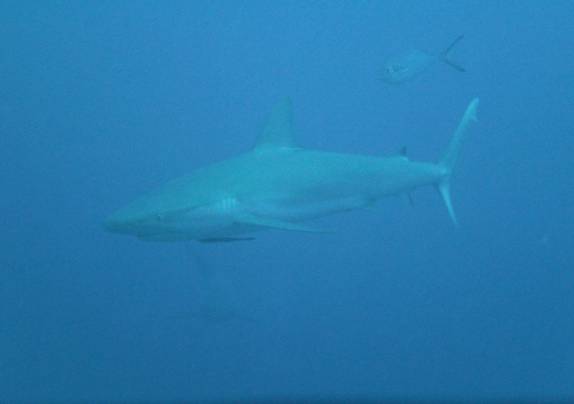 Muitos tubarões durante mergulho em Felipe's Point, em Providencia, ilha colombiana no Caribe